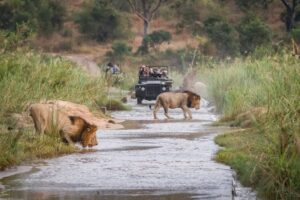 Two-male-lions-Panthera-leo-walk-across-a-shallow-river-one-crouching-drinking-water-two-game-vehicles-in-backgrounf-carrying-people-cm.jpg